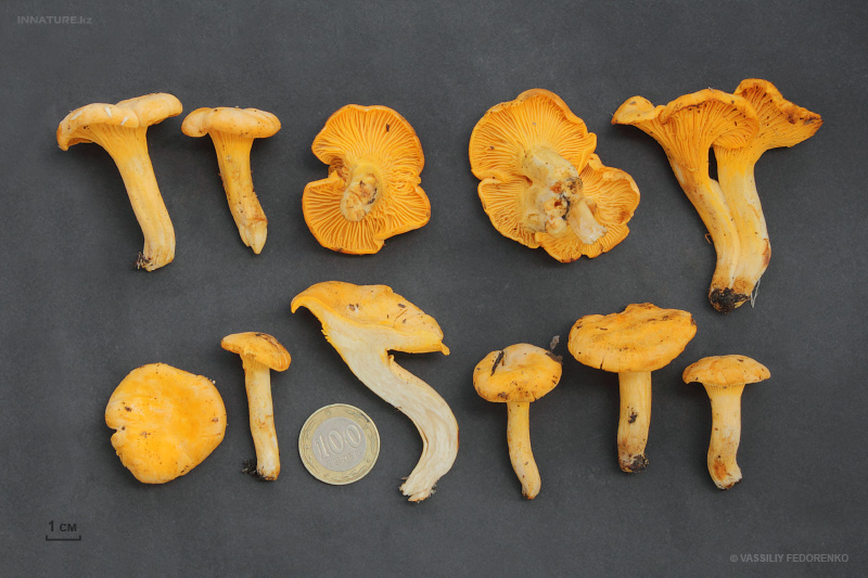 cantharellus-cibarius.jpg