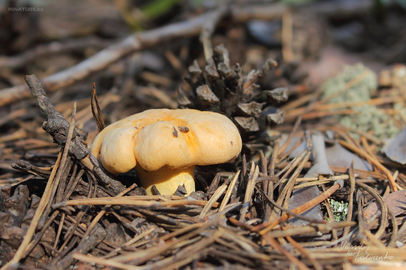 cantharellus-cibarius_01.jpg