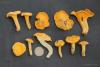 cantharellus-cibarius_t1.jpg