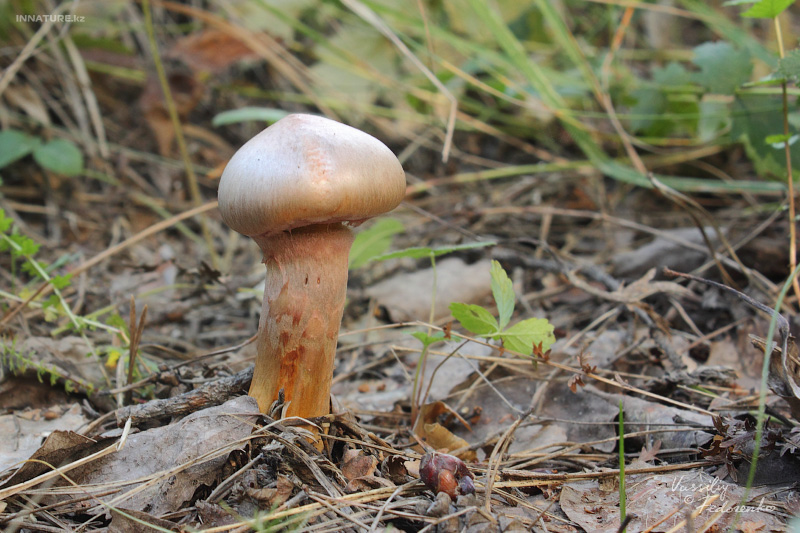 chroogomphus-rutilus_01.jpg