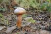 chroogomphus-rutilus_01_t1.jpg