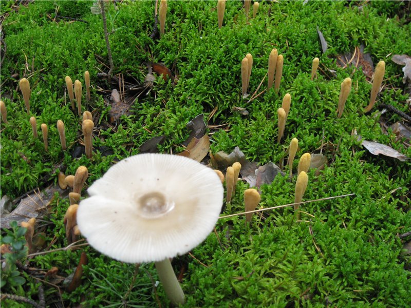 clavariadelphus_sachalinensis_01.jpg