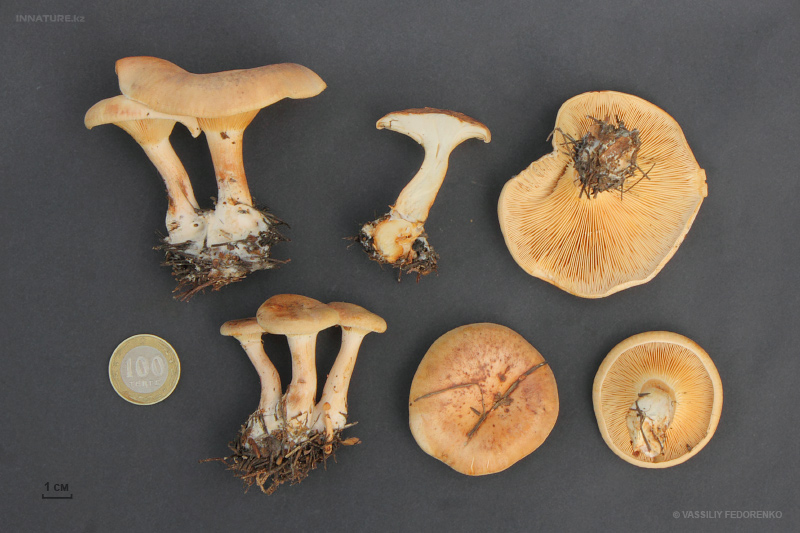 clitocybe.jpg