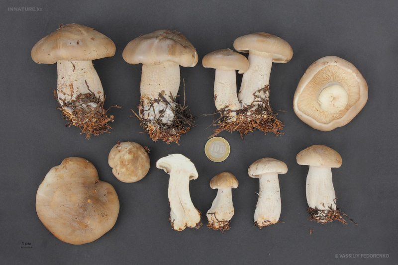 clitocybe2.jpg