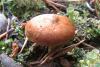 clitocybe_01_t1.jpg