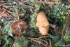 clitocybe_02_t1.jpg