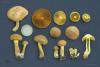 cortinarius-01_t1.jpg