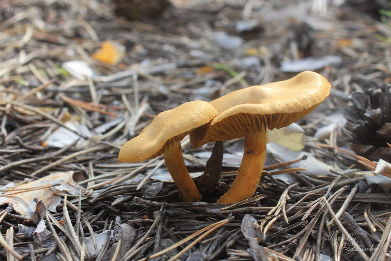 cortinarius_01.jpg