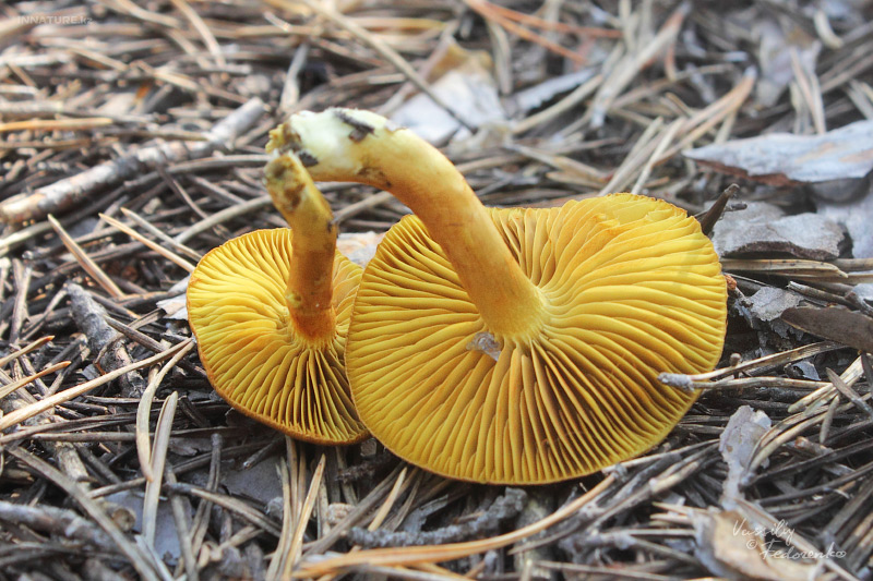 cortinarius_02.jpg