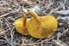cortinarius_02_t1.jpg