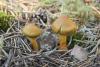 cortinarius_03_t1.jpg