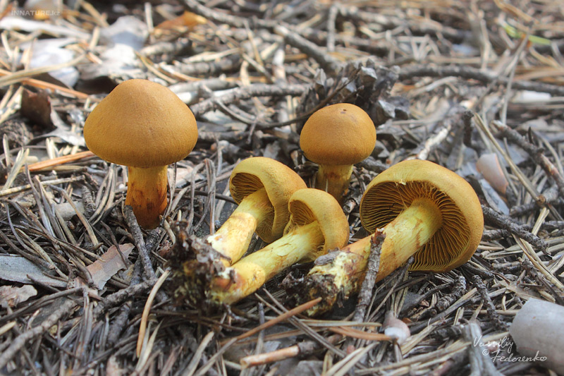 cortinarius_04.jpg