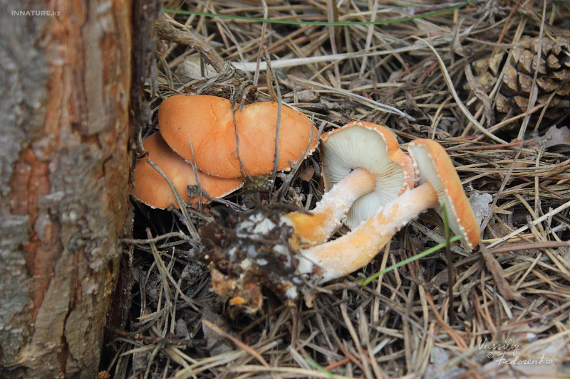 cystoderma_01.jpg