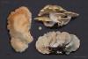 fungi01_t1.jpg