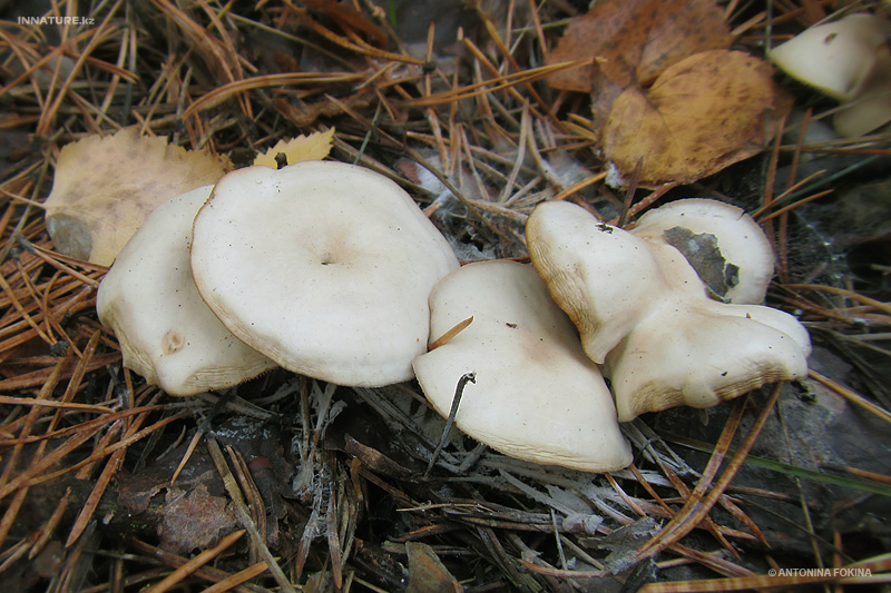 fungi_01.jpg