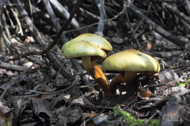 fungi_01_1.jpg