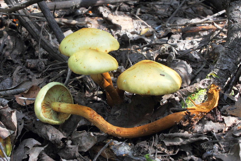 fungi_01_2.jpg