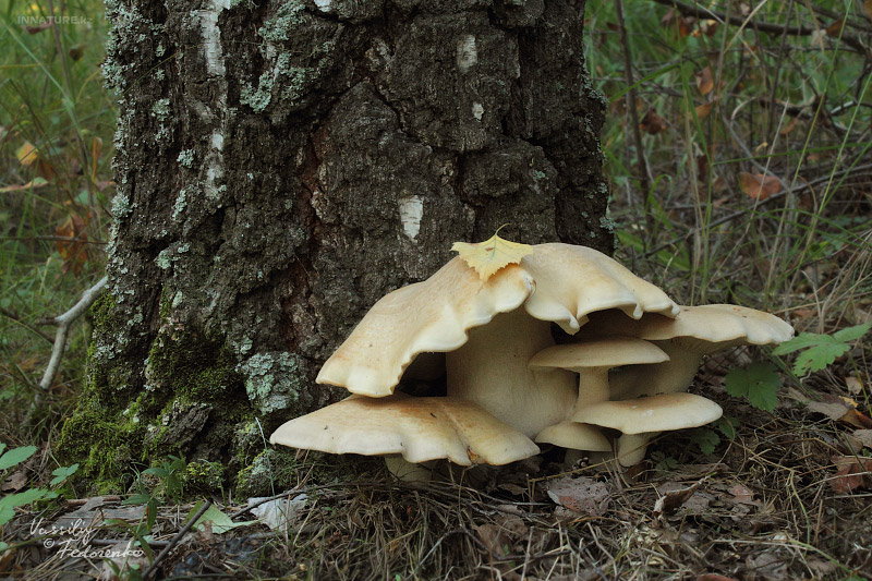 fungi_01_3.jpg