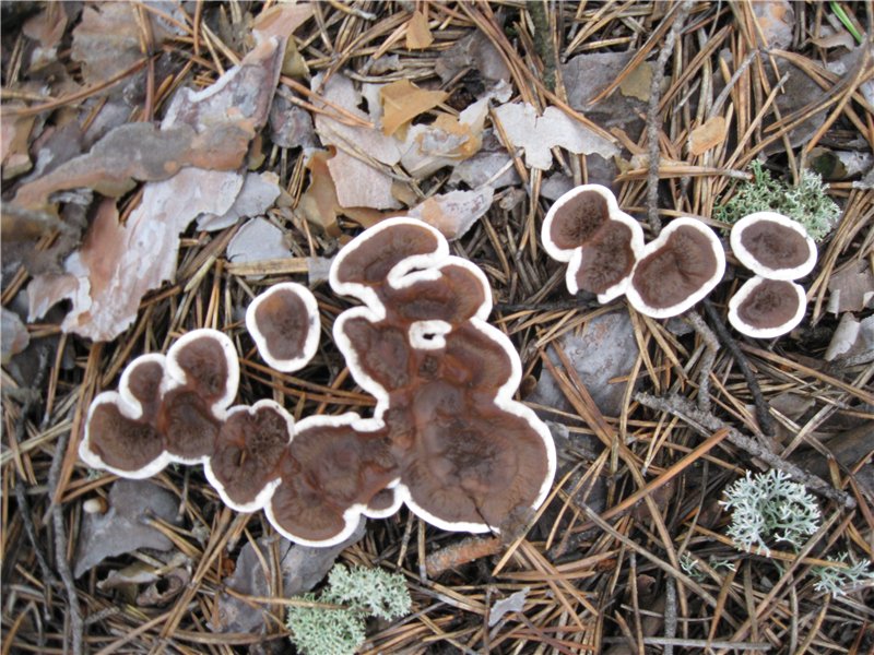 fungi_01_4.jpg