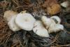 fungi_01_t1.jpg