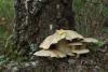 fungi_01_t1_1.jpg