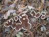 fungi_01_t1_2.jpg