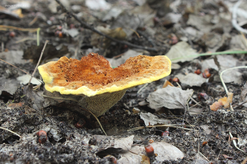 fungi_02_1.jpg