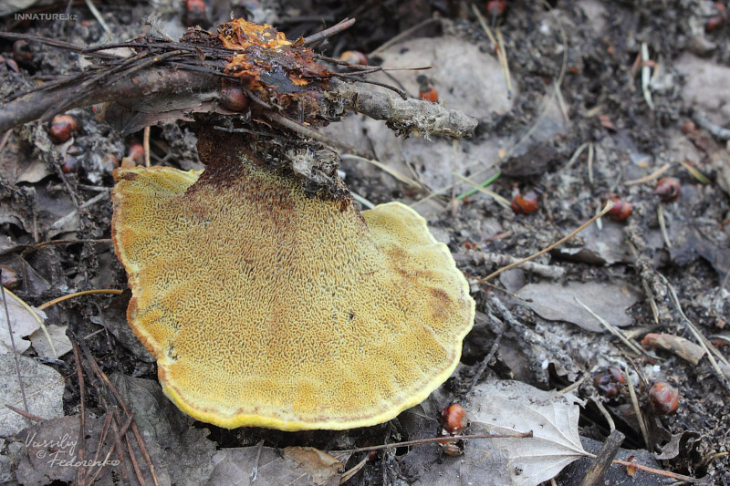 fungi_02_2.jpg