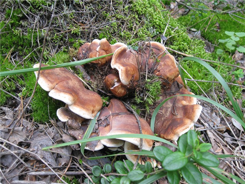 fungi_02_3.jpg