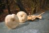 fungi_02_t1.jpg