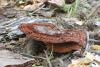 fungi_03_1_t1.jpg