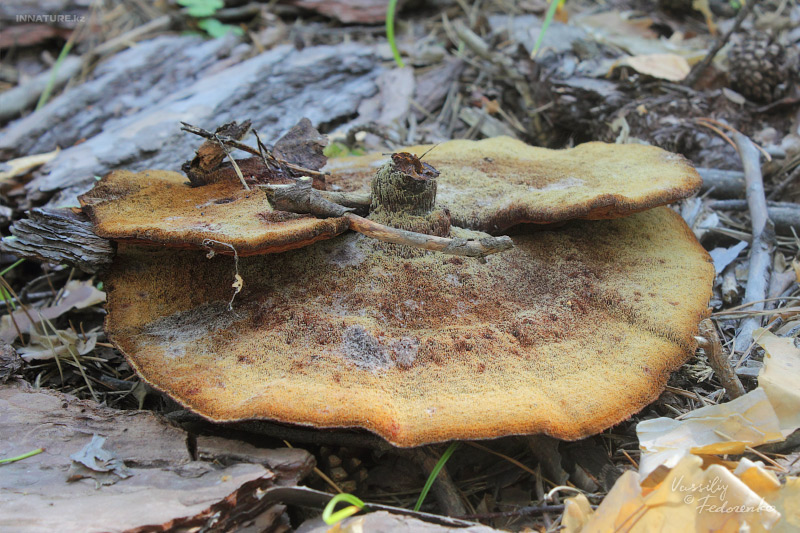 fungi_03_2.jpg