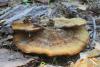 fungi_03_2_t1.jpg