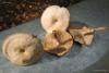 fungi_03_t1.jpg