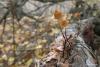 fungi_07_t1.jpg