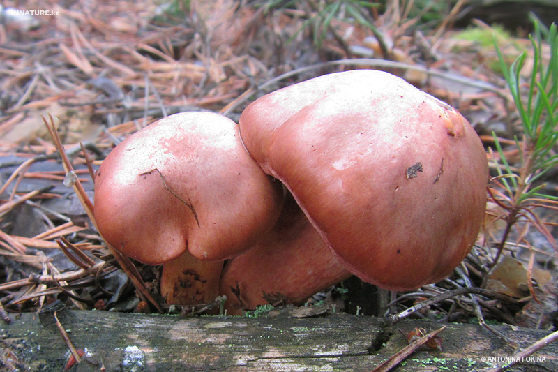 gomphidius-rutilus_01.jpg