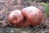 gomphidius-rutilus_01_t1.jpg