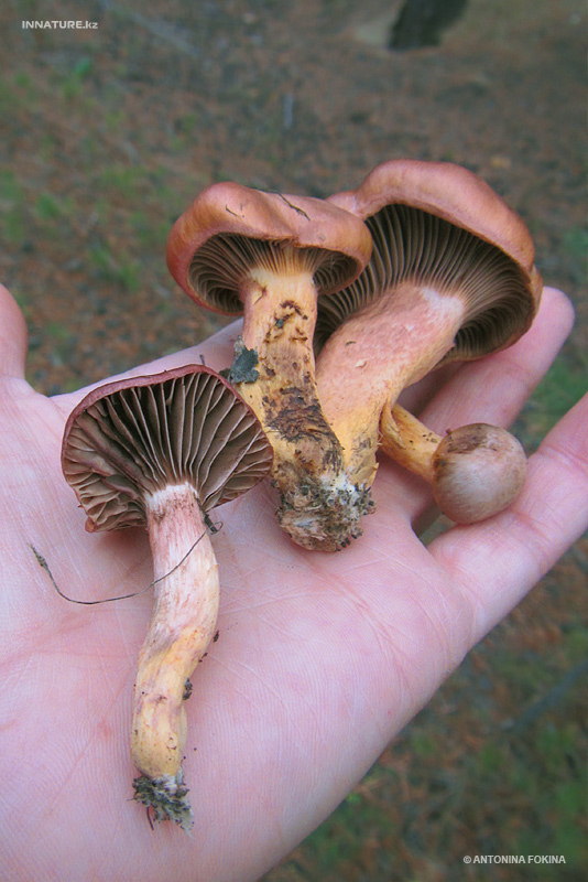 gomphidius-rutilus_04.jpg