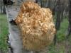 hericium_erinaceus_01_t1.jpg