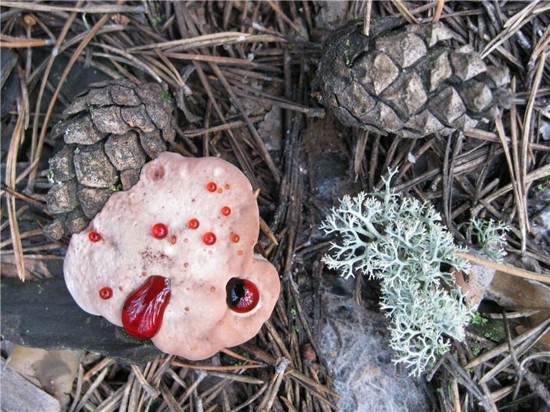 hydnellum_ferrugineum_01.jpg