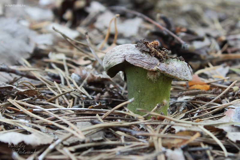 hypomyces-viridis_01.jpg