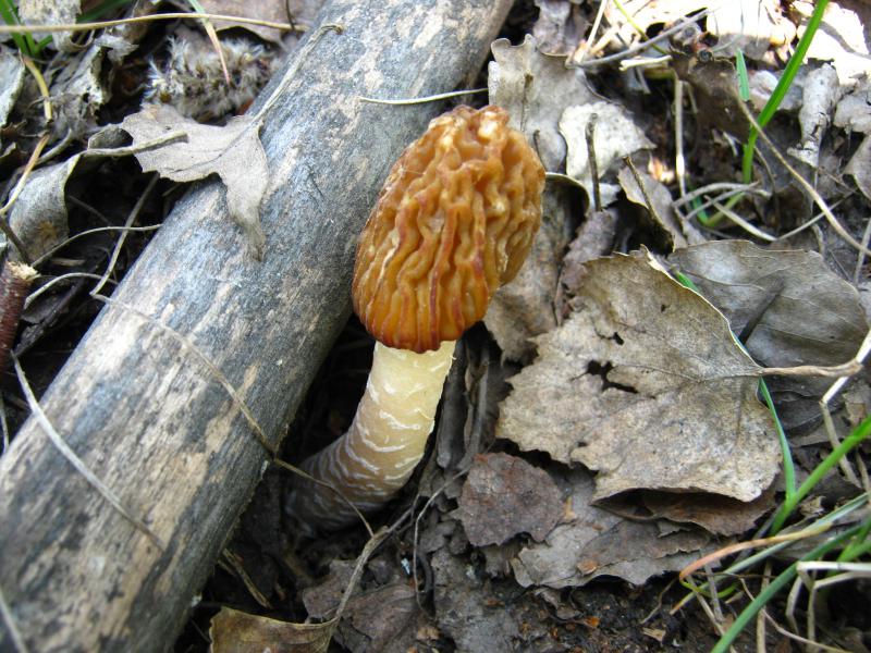 img321.jpg