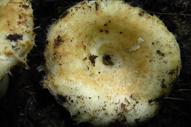 lactarius-aquizonatus_02.jpg