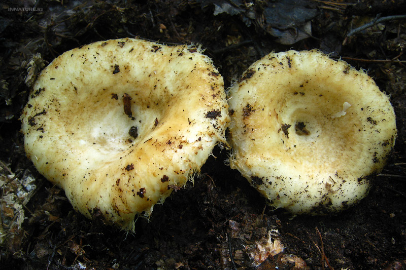 lactarius-aquizonatus_03.jpg