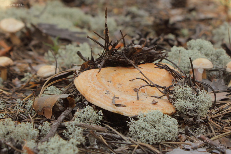 lactarius-pinocola_01.jpg