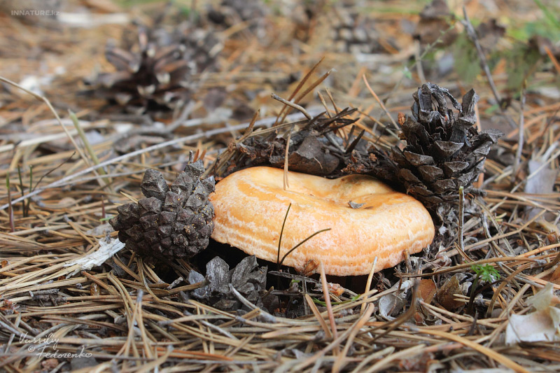 lactarius-pinocola_01_1.jpg