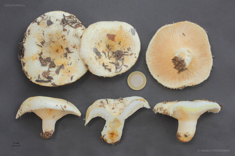 lactarius-resimus.jpg