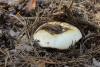 lactarius-resimus_01_t1.jpg