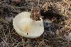 lactarius-resimus_02_t1.jpg