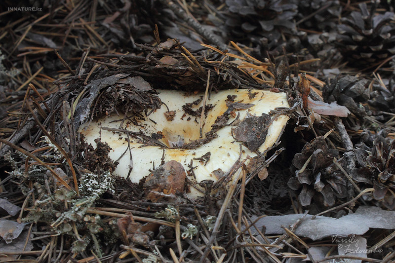 lactarius-resimus_03.jpg
